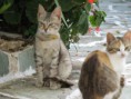 /album/galeria-de-fotos/folegandros-12-jpg/